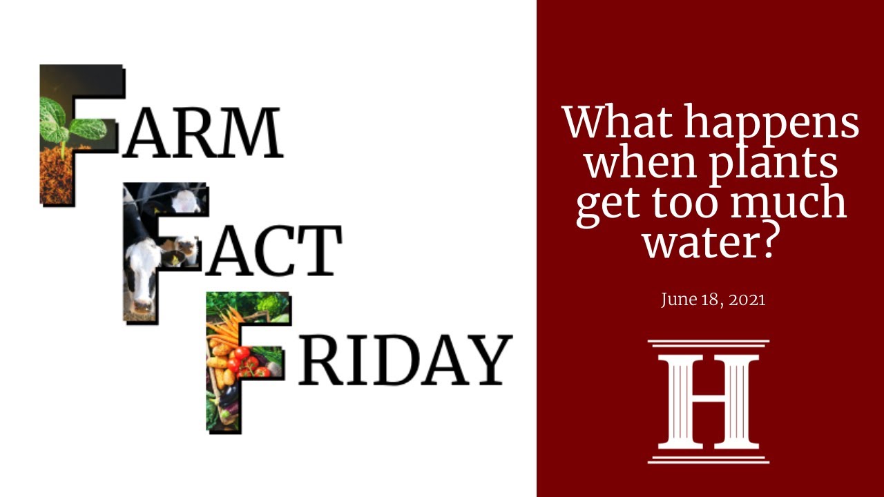 Farm Fact Friday | What happens when plants get too much water?