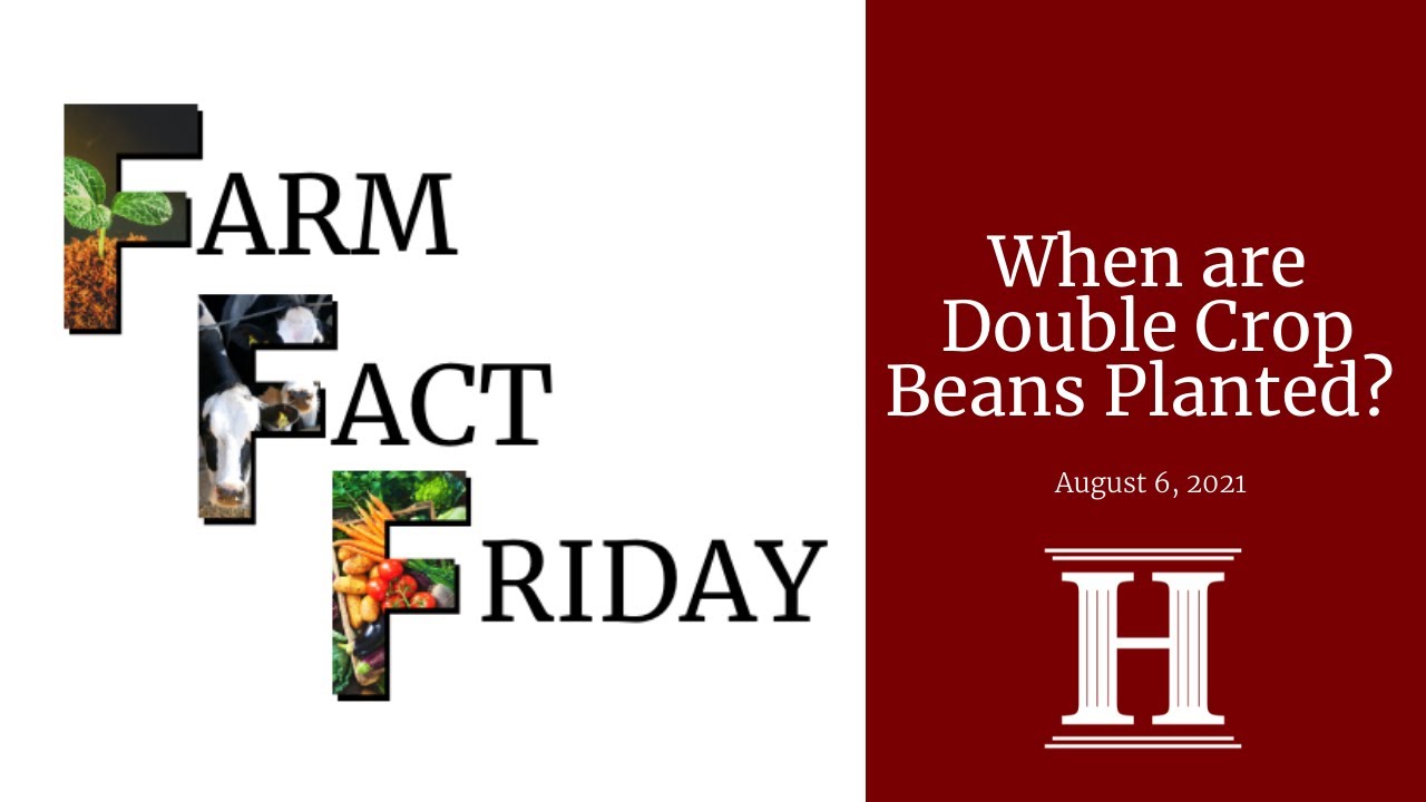 Farm Fact Friday | When are Double Crop Beans Planted?