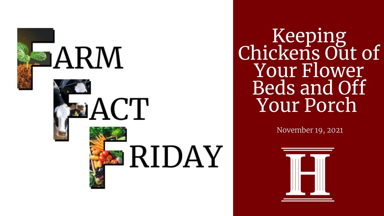 Farm Fact Friday | Keeping Chickens Out of Your Flower Beds and Off Your Porch