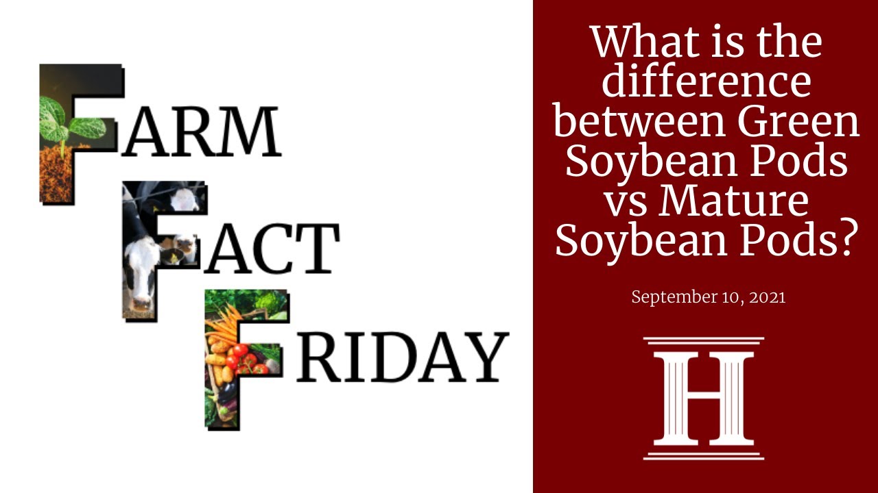 Farm Fact Friday | What is the difference between Green Soybean Pods  vs Mature Soybean Pods?