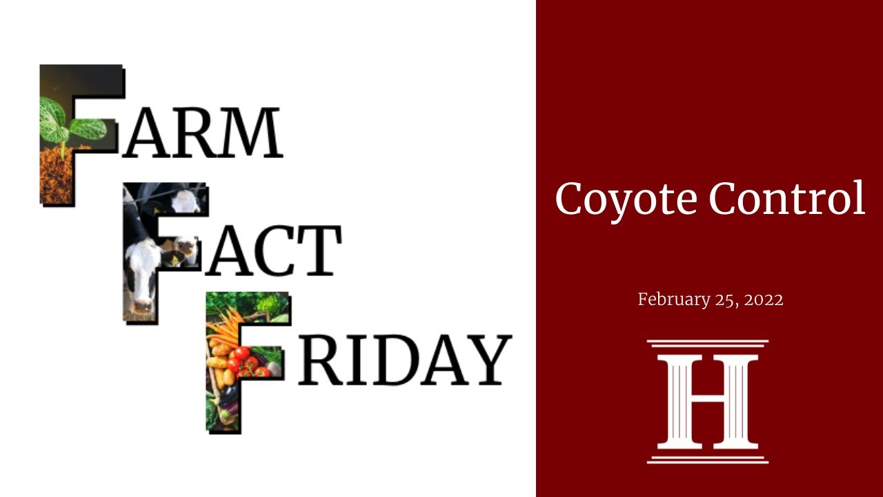 Farm Fact Friday | Coyote Control