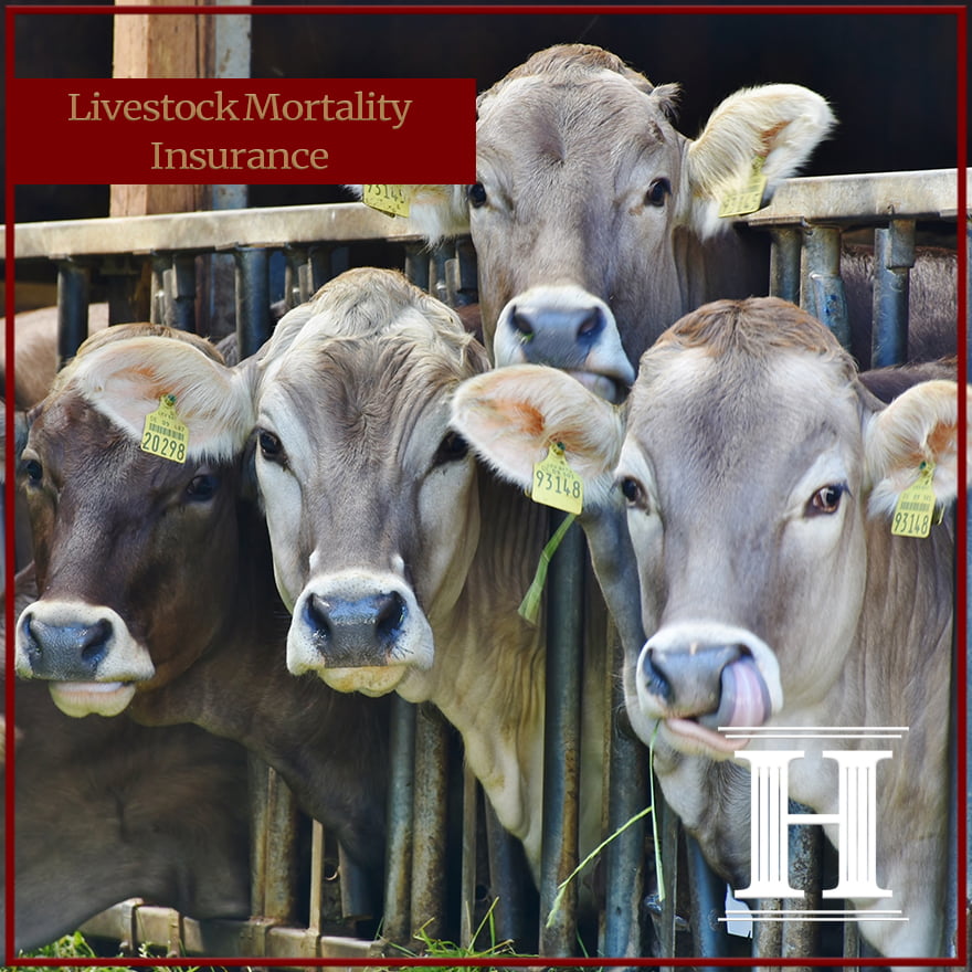 Livestock mortality insurance