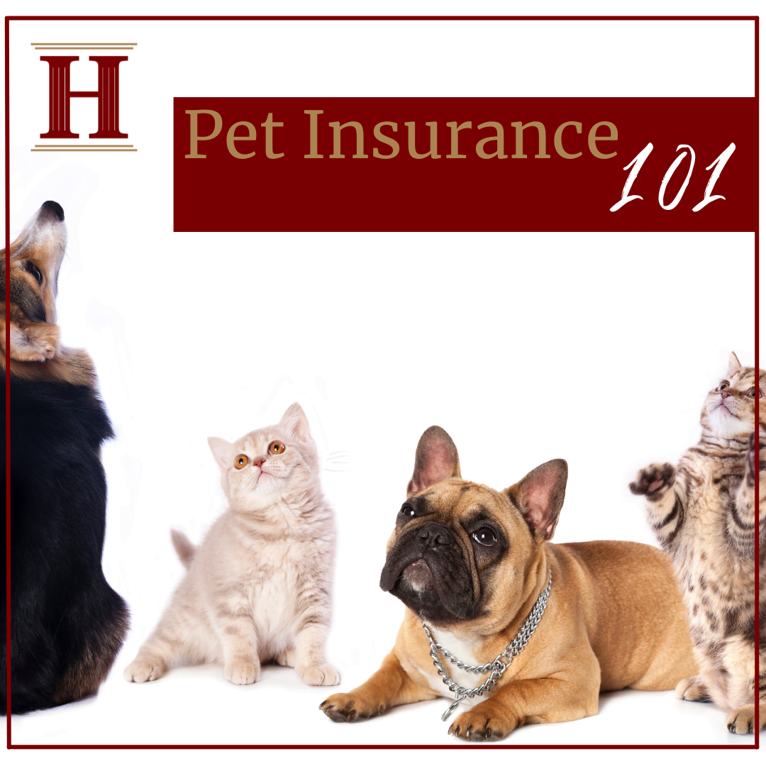 Pet Insurance 101: Pet Insurance Ohio | Hitchings Insurance